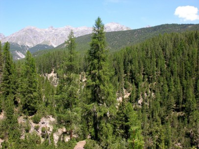 Forest