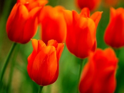Tulips